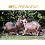 Hippo Population 